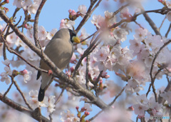 桜にイカル