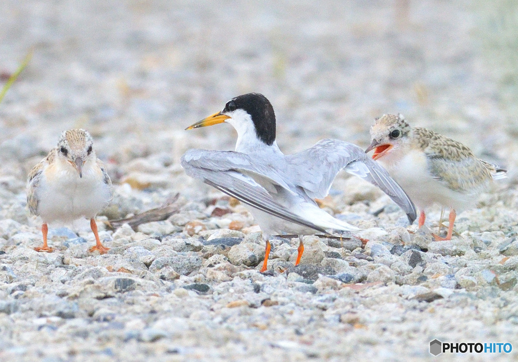 コアジサシの親子