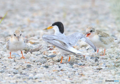 コアジサシの親子