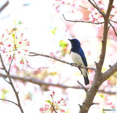 散りゆく桜とオオルリ