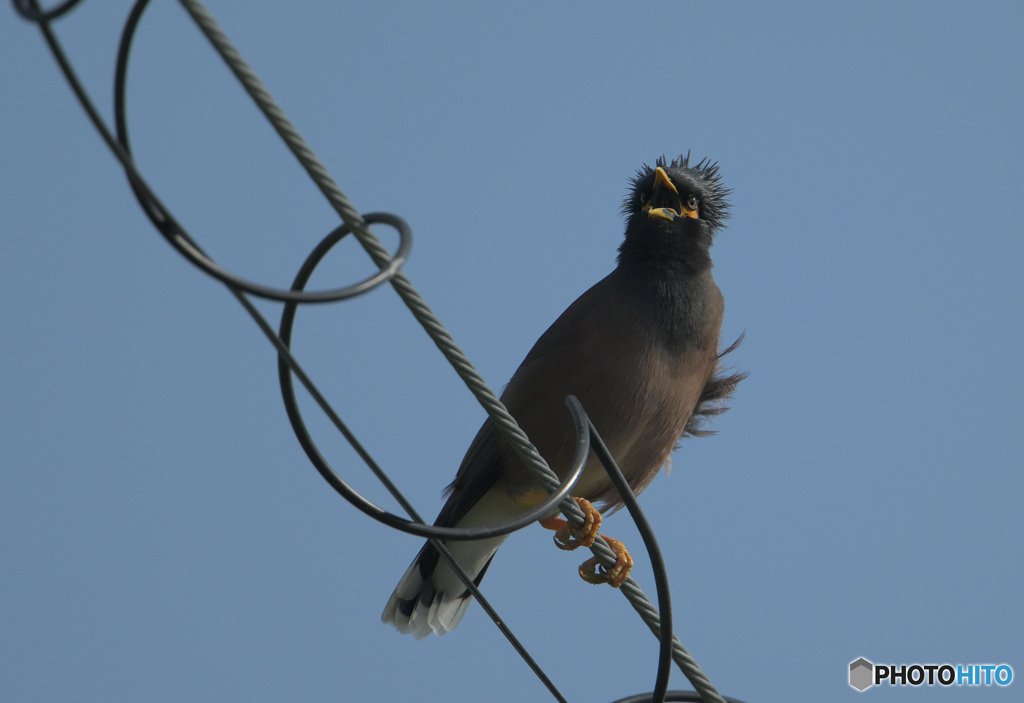 初めてのインドハッカ