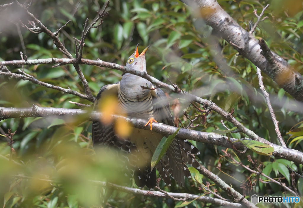威嚇するツツドリ