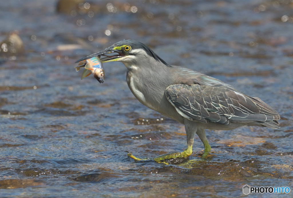 ササゴイにオイカワⅡ