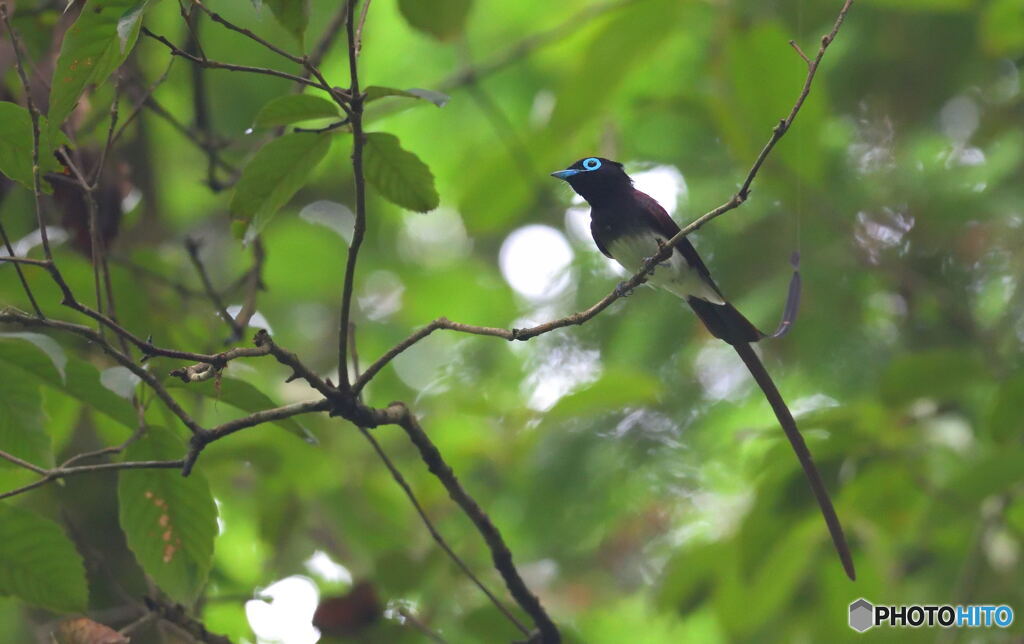 蜘蛛の糸に尾羽をとられて