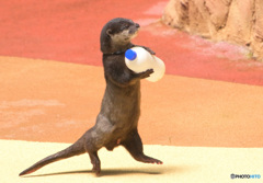 働くカワウソ君