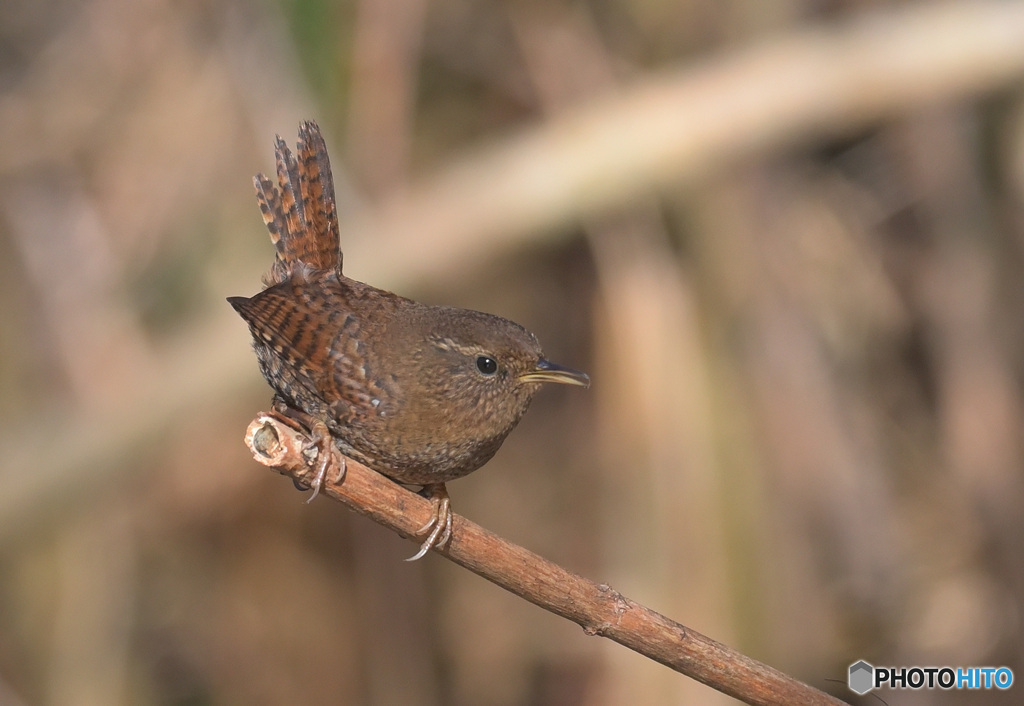 ミソサザイ2023③