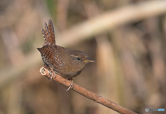 ミソサザイ2023③