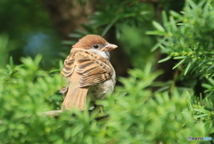 見返りニュウナイスズメ