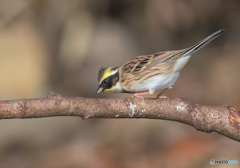 在庫のミヤマ君