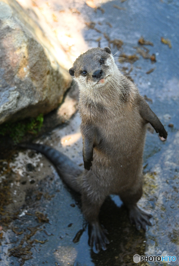 カワウソ大地に立つ！