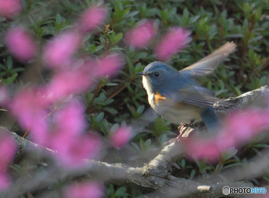 紅梅にルリビタキ君⑤