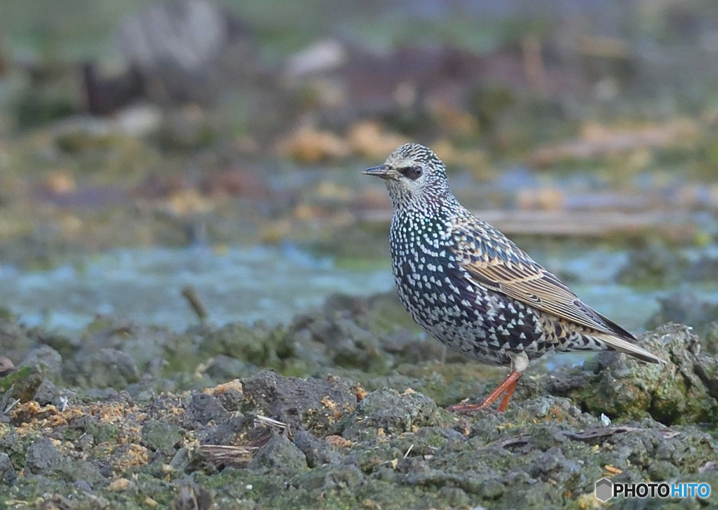 白っぽいホシムクドリ