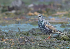 白っぽいホシムクドリ
