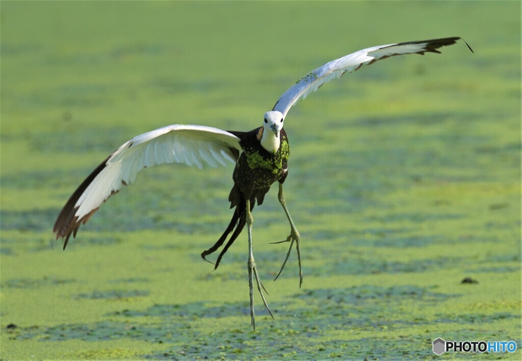 初めてのレンカク⑦