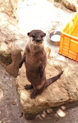 ゴハンまだかな