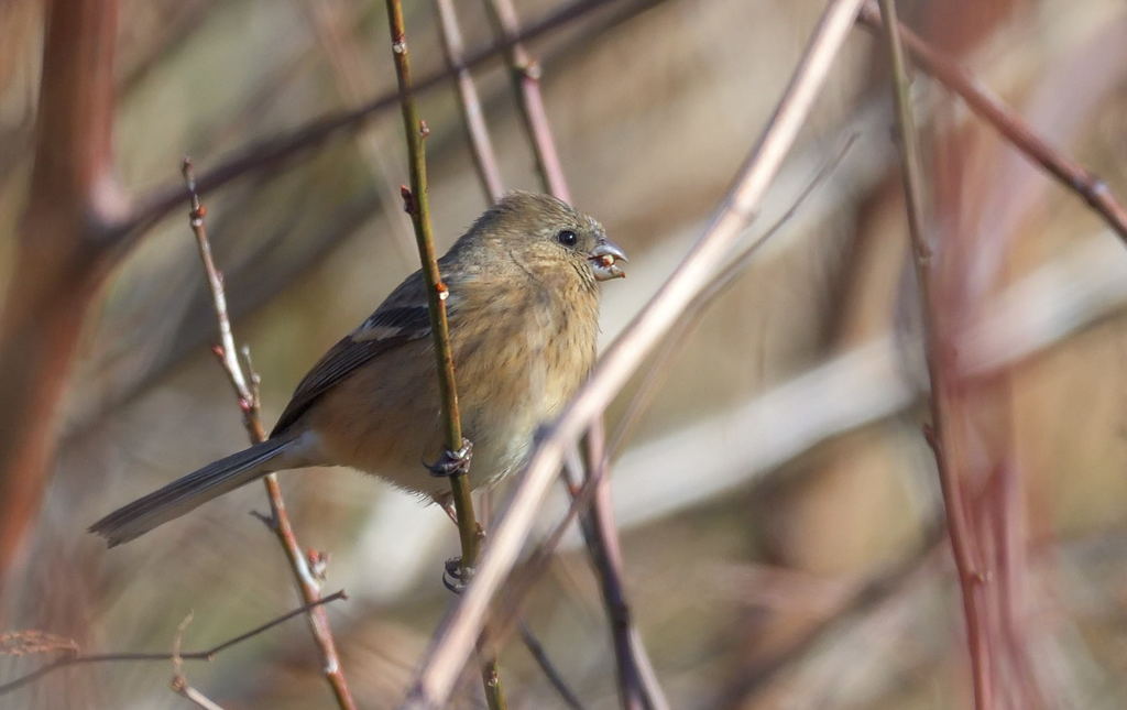 ベニマシコ♀