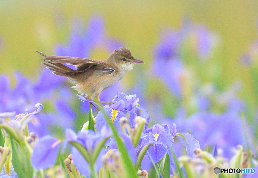 菖蒲にオオヨシキリⅧ