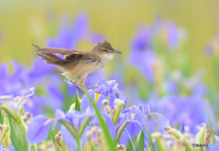 菖蒲にオオヨシキリⅧ