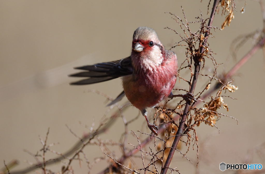 元気なベニマシコ