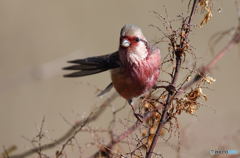 元気なベニマシコ