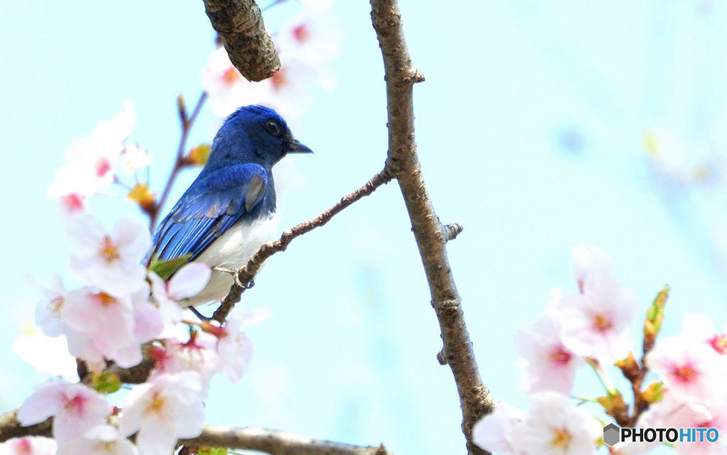 桜にオオルリⅡ