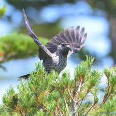 元気なホシガラス⑦