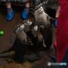 ササミくださいな('ω')