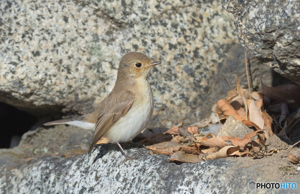 背筋を伸ばすニシオジロビタキさん