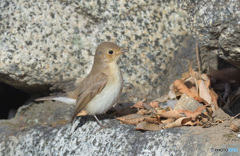 背筋を伸ばすニシオジロビタキさん