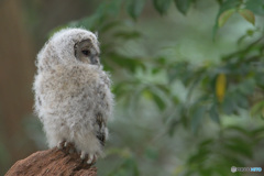 フクロウのヒナG