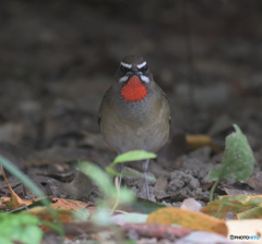 カメラ目線のノゴマ君