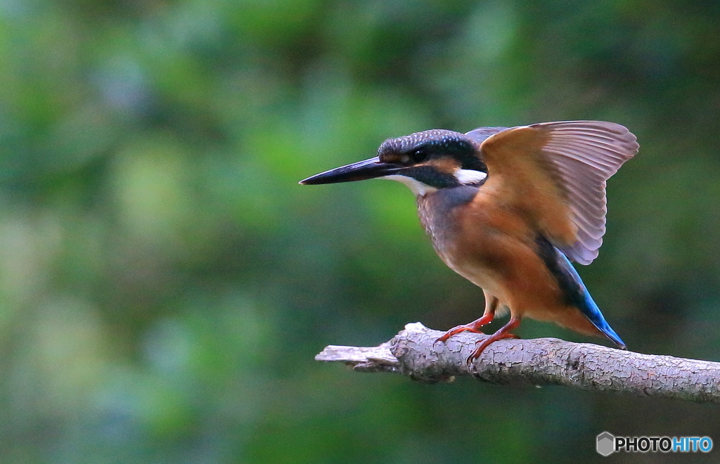 元気な幼鳥さん  Ⅱ
