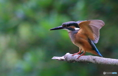 元気な幼鳥さん  Ⅱ