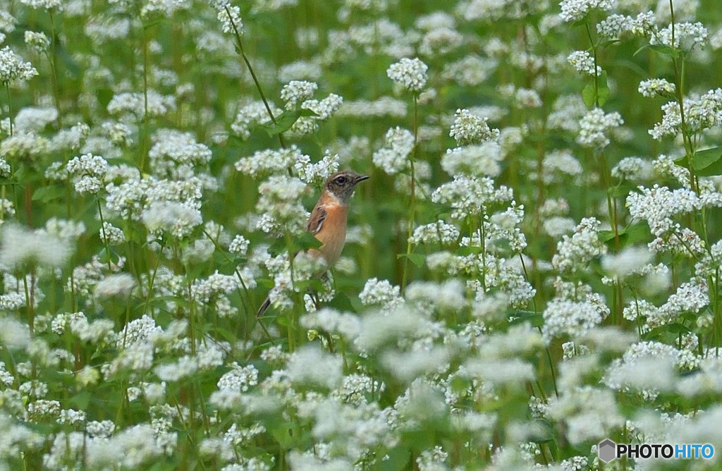 蕎麦畑にノビタキ