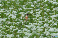 蕎麦畑にノビタキ