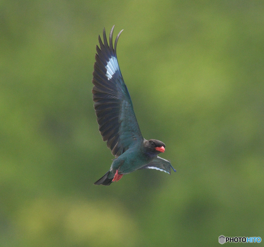 Z9でブッポウソウ③