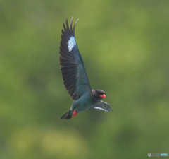 Z9でブッポウソウ③