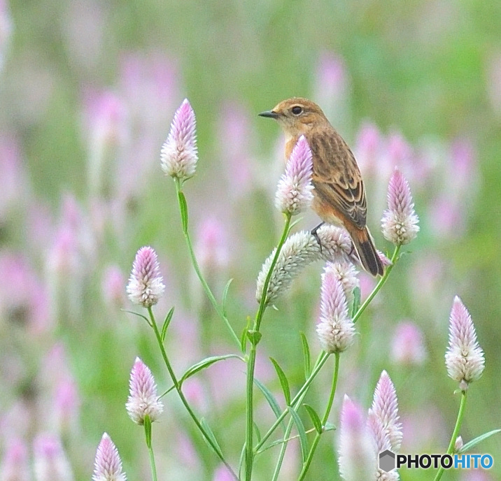 ノゲイトウにノビタキⅥ