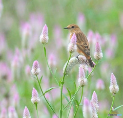 ノゲイトウにノビタキⅥ