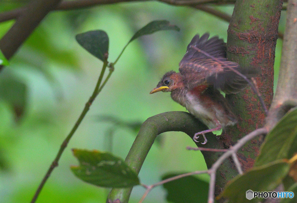 サンコウチョウの幼鳥③