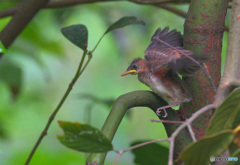 サンコウチョウの幼鳥③