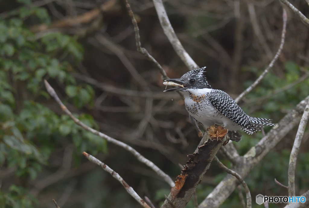 ヤマセミの「ポイ！」