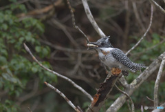 ヤマセミの「ポイ！」