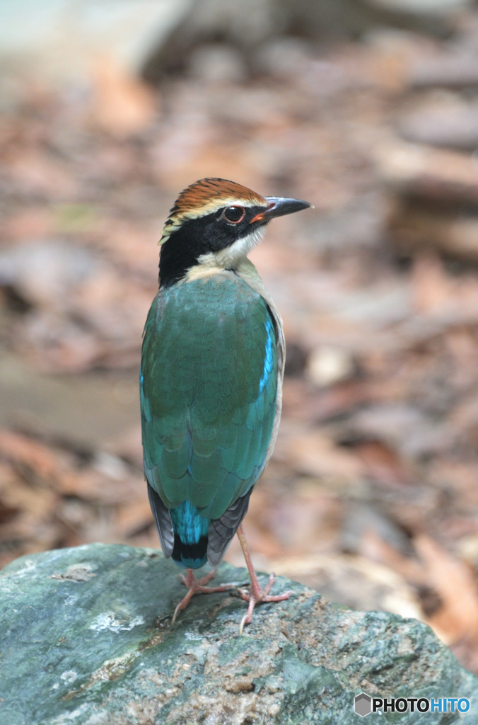 背筋を伸ばすヤイロチョウ