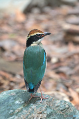 背筋を伸ばすヤイロチョウ