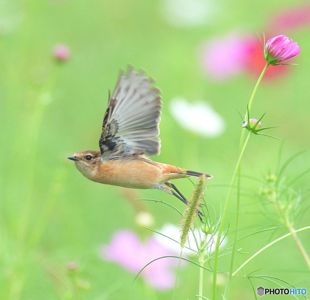 秋桜からの飛び出し