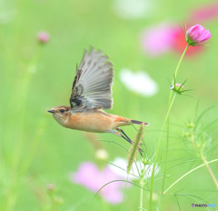 秋桜からの飛び出し