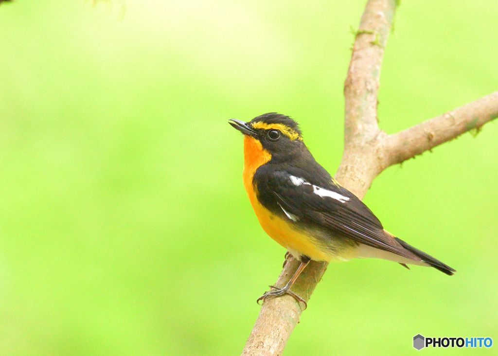 本日のキビタキ