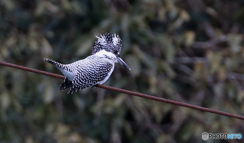 ワイヤーから獲物を狙う