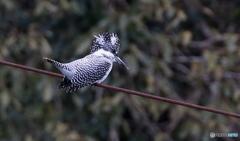 ワイヤーから獲物を狙う